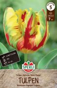 Sperli Premium Papagei-Tulpe Texas Flame tulipn virghagyma (szllts 2024.09.01-09.15 kztt)