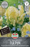 Sperli Premium Papagei-Tulpe Winter Parrot papagjvirg tulipn virghagyma (szllts 2024.09.01-09.15 kztt)