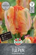Sperli Premium Papagei-Tulpe Parrot King tulipn virghagyma (szllts 2024.09.01-09.15 kztt)