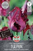 Sperli Premium Papagei-Tulpe Black Parrot tulipn virghagyma (szllts 2024.09.01-09.15 kztt)