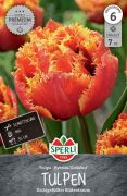 Sperli Premium Gefranste Tulpe Golddust tulipn virghagyma (szllts 2024.09.01-09.15 kztt)
