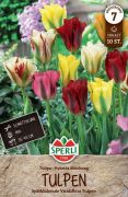 Sperli Viridiflora-Tulpe Mischung tulipn virghagyma (szllts 2024.09.01-09.15 kztt)