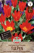 Sperli Kaufmanniana-Tulpe Scarlet Baby tulipn virghagyma (szllts 2024.09.01-09.15 kztt)