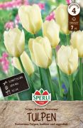 Sperli Fosteriana-Tulpe Purissima tulipn virghagyma (szllts 2024.09.01-09.15 kztt)