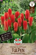 Sperli Fosteriana-Tulpe Red Emperor tulipn virghagyma (szllts 2024.09.01-09.15 kztt)