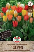 Sperli Fosteriana-Tulpe Kaisertulpen-Mischung tulipn virghagyma (szllts 2024.09.01-09.15 kztt)