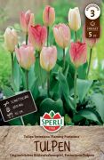 Sperli Fosteriana-Tulpe Flaming Purissima tulipn virghagyma (szllts 2024.09.01-09.15 kztt)