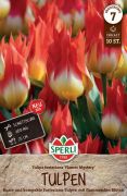 Sperli Premium Fosteriana-Tulpe Flames Mystery tulipn virghagyma (szllts 2024.09.01-09.15 kztt)