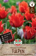 Sperli Greigii-Tulpe Rotkppchen tulipn virghagyma (szllts 2024.09.01-09.15 kztt)