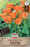 Sperli Fosteriana-Tulpe Orange Emperor tulipn virghagyma (szllts 2024.09.01-09.15 kztt)