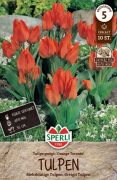 Sperli Greigii-Tulpe Orange Toronto tulipn virghagyma (szllts 2024.09.01-09.15 kztt)