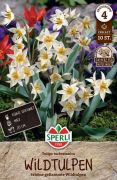 Sperli Wildtulpe turkestanica tulipn virghagyma (szllts 2024.09.01-09.15 kztt)