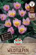 Sperli Wildtulpe Lilac Wonder tulipn virghagyma (szllts 2024.09.016-09.23 kztt)