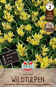 Sperli Wildtulpe tarda tulipn virghagyma (szllts 2024.09.01-09.15 kztt)