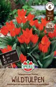 Sperli Wildtulpe Fuselier tulipn virghagyma (szllts 2024.09.01-09.15 kztt)