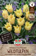 Sperli Wildtulpe batalinii Bright Gem tulipn virghagyma (szllts 2024.09.01-09.15 kztt)
