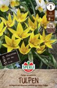 Sperli Wildtulpe urumiensis tulipn virghagyma (szllts 2024.09.01-09.15 kztt)