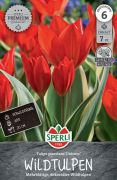 Sperli Premium Wildtulpe Unicum tulipn virghagyma (szllts 2024.09.01-09.15 kztt)