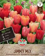 Sperli Maxi Triumph-Tulpen Jimmy Mix tulipn virghagyma mix (szllts 2024.09.01-09.15 kztt)