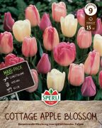 Sperli Maxi Tulpen Cottage Apple Blossom Mischung tulipn virghagyma mix (szllts 2024.09.01-09.15 kztt)