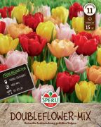 Sperli Maxi Tulpen Gefllte Mischung tulipn virghagyma mix (szllts 2024.09.01-09.15 kztt)