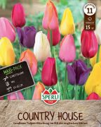 Sperli Maxi Tulpen Landhaus tulipn virghagyma mix (szllts 2024.09.01-09.15 kztt)