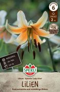 Sperli Garten-Lilie Lady Alice liliom virghagyma (szllts 2024.09.016-09.23 kztt)