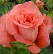  Parisien charme teahibrid gykrcsomagolt rzsat