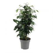  Ficus Benjamina Danielle csngg fikusz 21 cm-es cserpben, kb. 90 cm magas