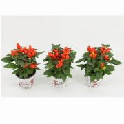  Capsicum Annuum 'Mambo Orange' dszpaprika 12-es cserpben kb. 25 cm magas
