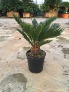  CYCAS REVOLUTA CLT. 35 ciksz plma