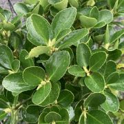  EUONYMUS JAPONICUS LV 9 MINI STANDARD Japn kecskerg