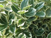  EUONYMUS JAP. PRESIDENT GAUTHIER LV 9 MINI STANDARD Japn kecskerg