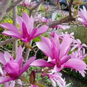  MAGNOLIA SUSAN  CLT. 30 125/150 Liliomfa