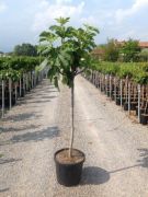  FICUS CARICA CLT. 90 16/18 HALF STANDARD fge