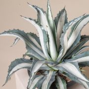  AGAVE AMERICANA MEDIOPICTA  LV 12  Agv