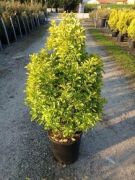  Euonymus jap.'El. Aureus' LVQ 18 japn kecskerg