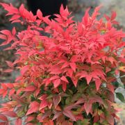  NANDINA DOMESTICA GULF STREAM CLT. 5 Japn szentfa