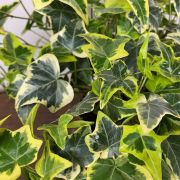 HEDERA HELIX GOLDCHILD  CLT. 10 175/200 Srga-tarka level borostyn