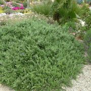  ROSMARINUS OFFICINALIS BOULE'  CLT. 10 Rozmaring