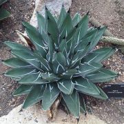  AGAVE VICTORIAE REGINAE  LV 12 Agv