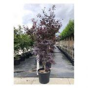  ACER PALMATUM BLOODGOOD CLT. 20 HALF STANDARD vrslevel japn juhar