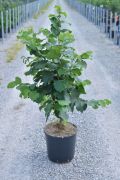  CORYLUS AVELLANA CLT. 10 eurpai mogyor