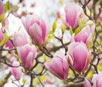  Magnolia soul. CLT15 80/100 nagyvirg liliomfa