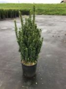  Euonymus jap.'Benk. Erecta' CLT25 japn kecskerg
