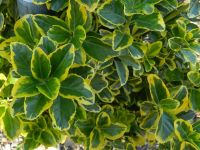  EUONYMUS JAP. ELEGANT. AUREUS CLT. 15 60CM CLEAR STEM japn kecskerg