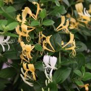  LONICERA JAPONICA HALLIANA  LV 6 CONE Japn lonc