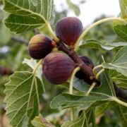  FICUS CARICA BROWN TURKEY  CLT. 15 HALF STANDARD fge