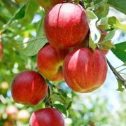  Alma fajta Malus Domestica Sunred mini trzses CLT10