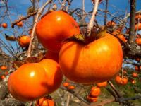  DIOSPYROS KAKI TIPO  CLT. 10 MINI STANDARD Datolyaszilva
